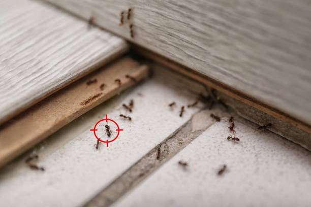 Best Pest Prevention Services  in Shingle Springs, CA