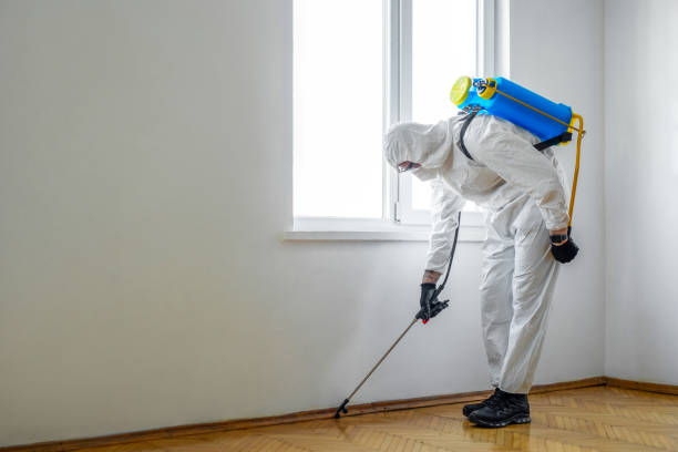 Best Emergency Pest Control  in Shingle Springs, CA