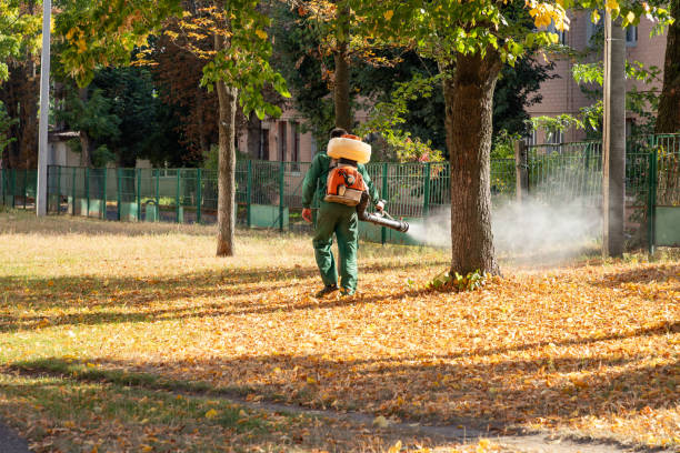 Best Affordable Pest Control Services  in Shingle Springs, CA