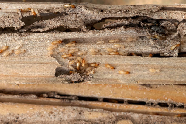 Best Bed Bug Extermination  in Shingle Springs, CA