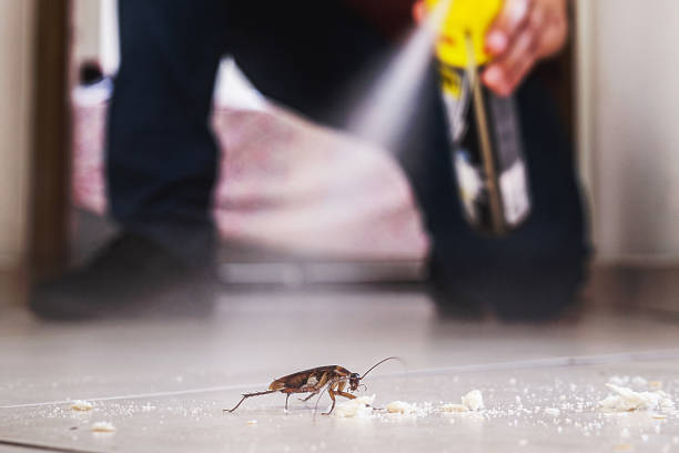 Bird Control in Shingle Springs, CA